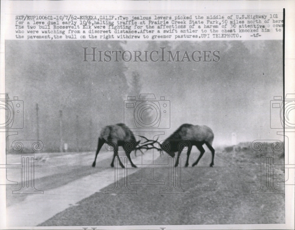 1962 Press Photo Two Bull Roosevelt Elk Fighting - Historic Images