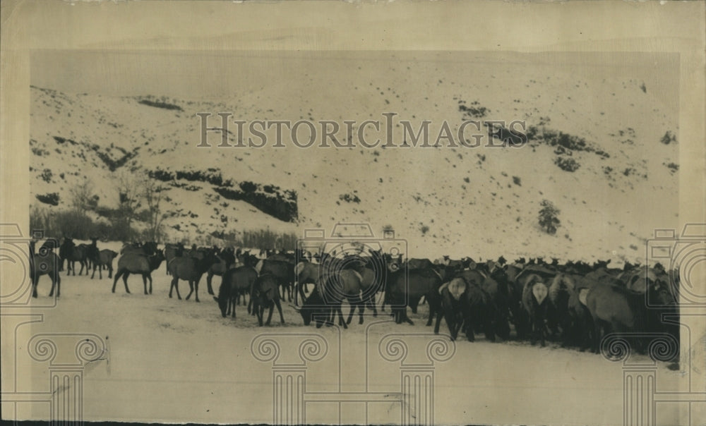 1950 Press Photo Hungry elk natural feeding grounds Cascade Mountains - Historic Images