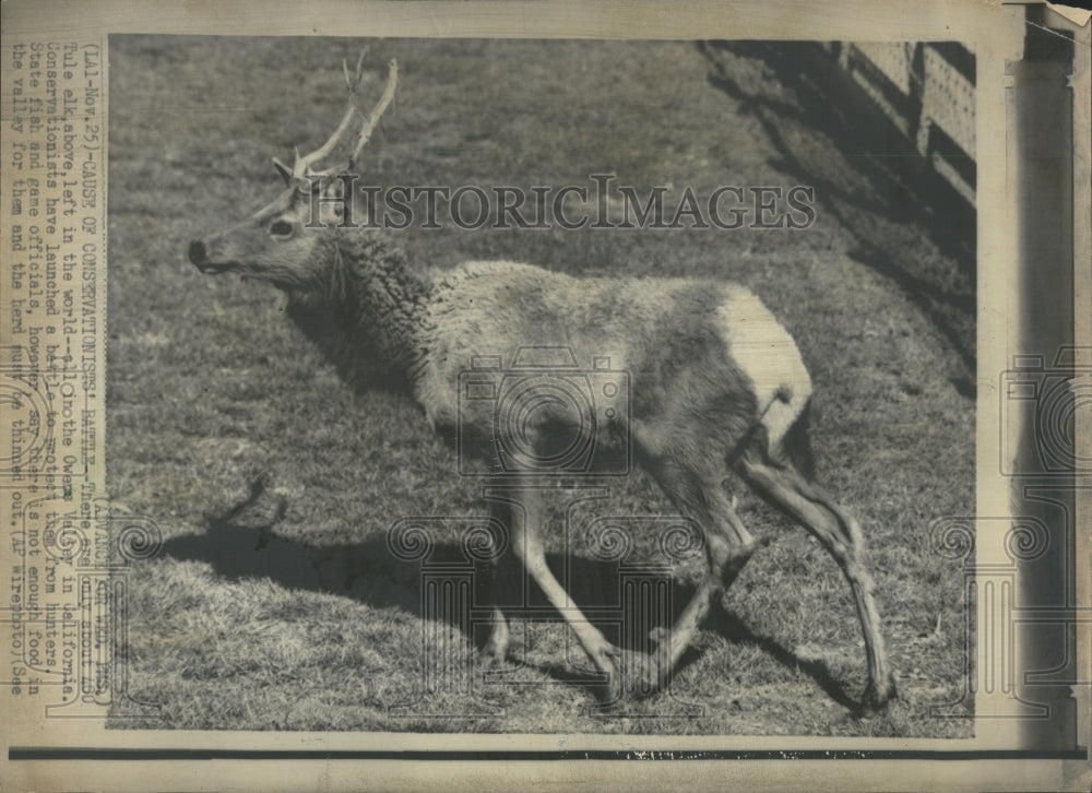 1970 Press Photo Tule elk valley California - Historic Images