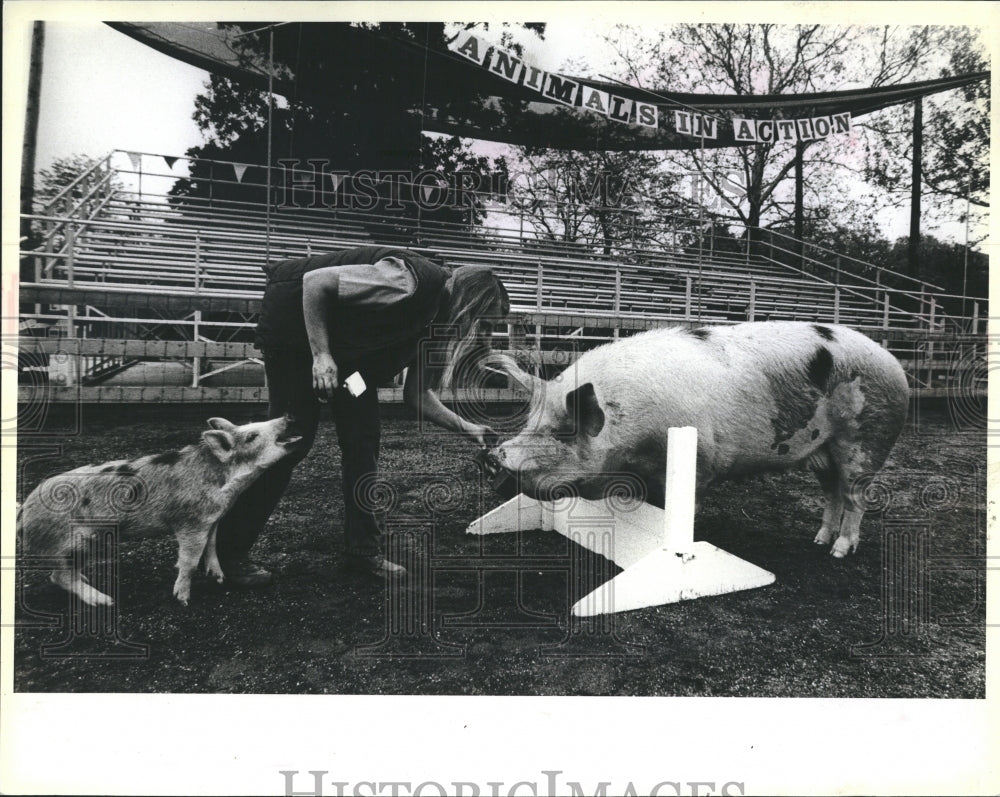 1983 Press Photo Lassie 650 pound pig Brookfield zoo trainer Sue Kozoyed - Historic Images