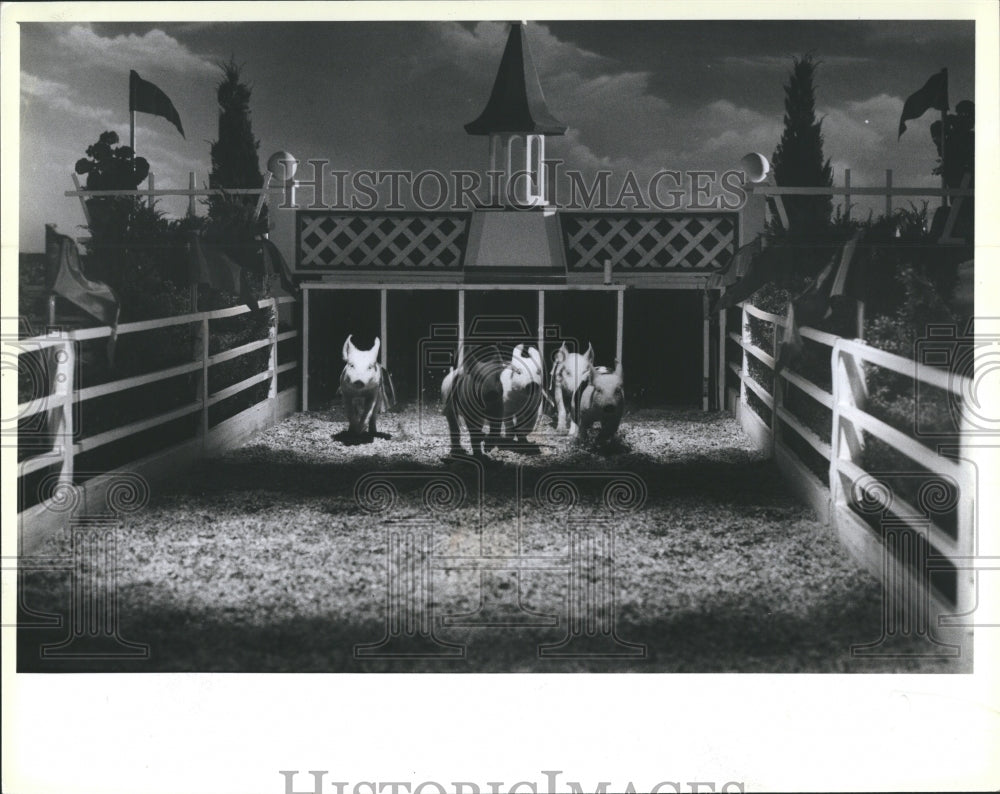 1947 Press Photo Illinois Yorshire racing pigs Sandi Windland - Historic Images
