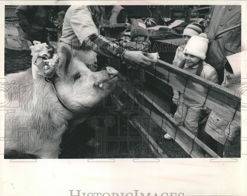 1985 Press Photo Lessie 750 Lb Pig Brekfield Childrens Zoo Celebrates her 5th - Historic Images