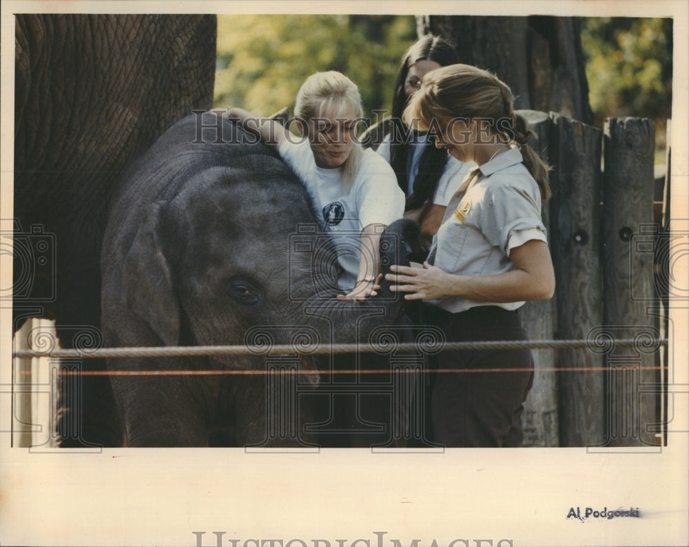 1994 Press Photo Shanit Lincoln Park Zoo Baby Asian Elephant Born In IL Lincoln - Historic Images