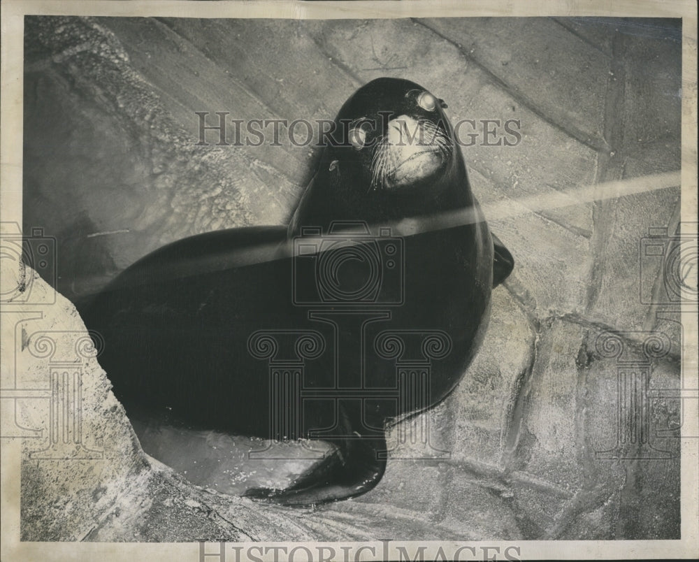 1950 Press Photo Sea Lion At Lincoln Park Zoo Chicago IL - Historic Images