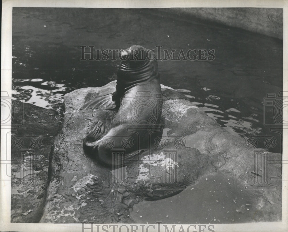 1947 Press Photo Butch The Sea Lion - Historic Images