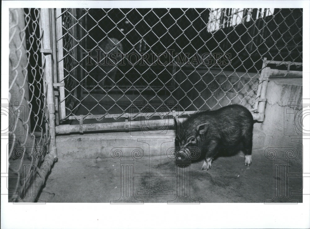 1992 Press Photo A picture of a pot bellied pig. - Historic Images