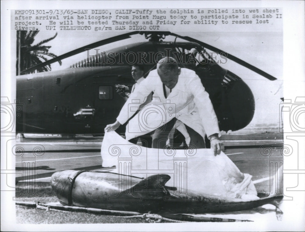 1965 Press Photo Tuffy the Dolphin Rolled into wet sheet Sealab II project - Historic Images