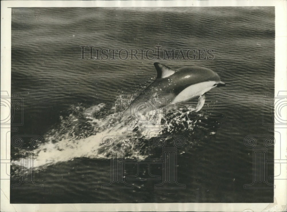 1933 Press Photo Porpoise Fish playing California - RSH10291 - Historic Images