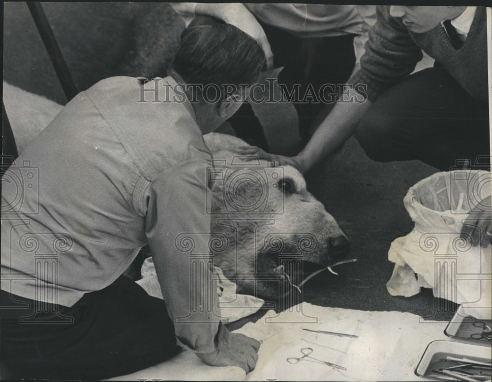 1967 Press Photo Dr Erich Maschgan Mike Polar Bear Tooth - Historic Images