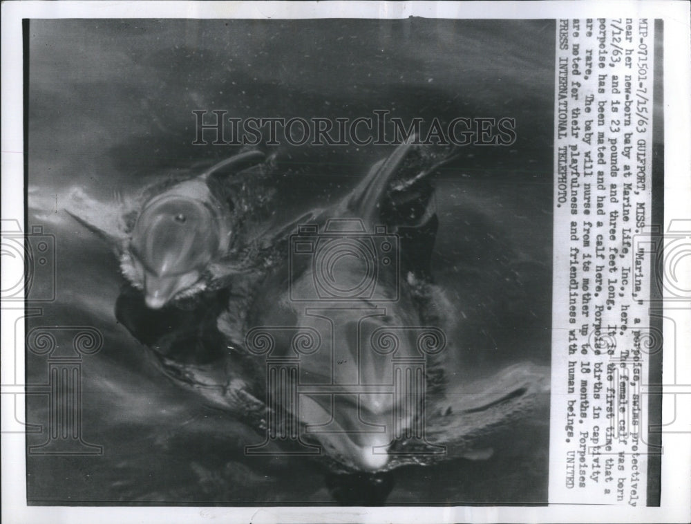 1963 Press Photo Porpoise swims with her new-born baby at The Marine Life. - Historic Images