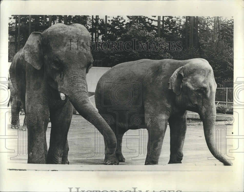 1966 Press Photo Brookfield Zoo Announces Marriage Of Elephants Baby &amp; Thonglaw - Historic Images