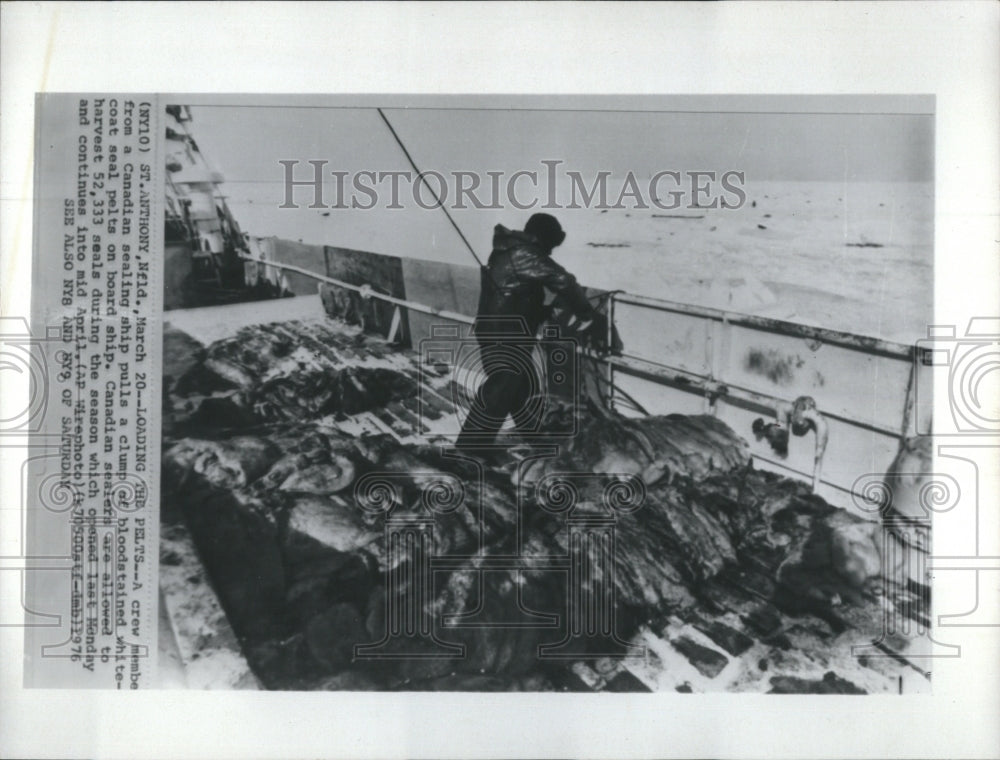 1976 Press Photo Canadian Sealing Ship Crew Harvesting Seal pelts - Historic Images