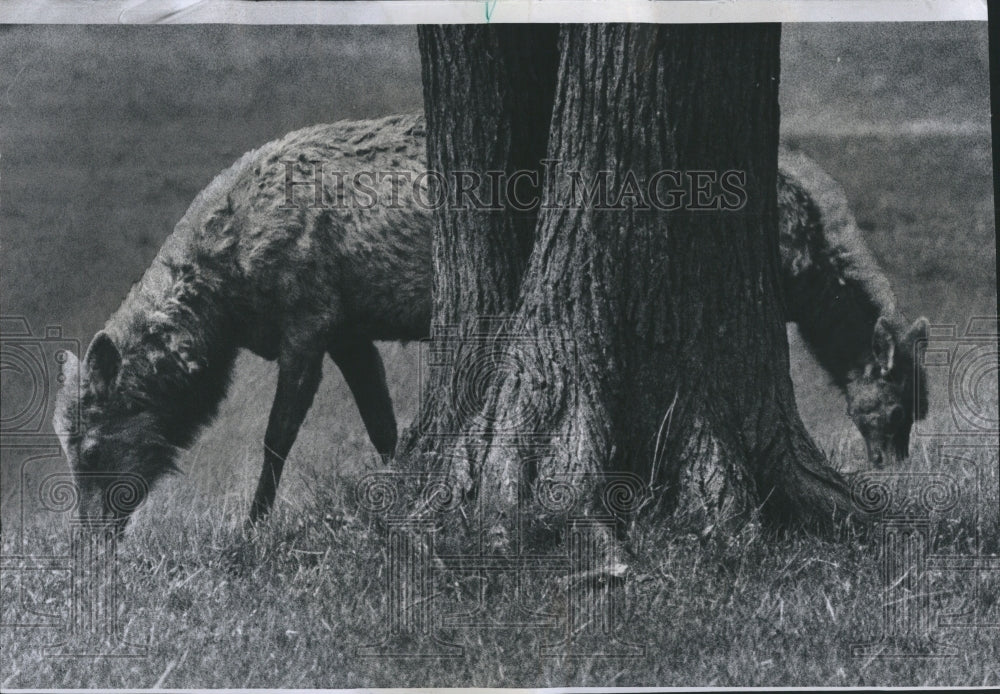 1974 Press Photo Elk/Ned Brown Forest Preserve/Animals/Illinois - Historic Images