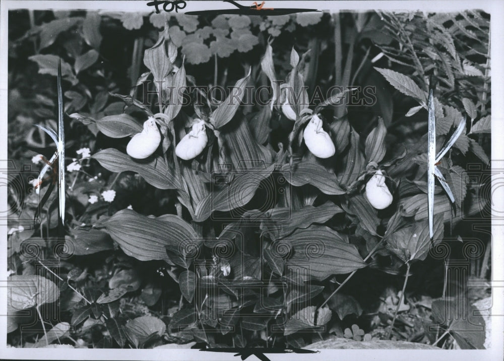 1970 Press Photo Yellow Lady Slipper Flower Plants In Garden - RSH10547 - Historic Images