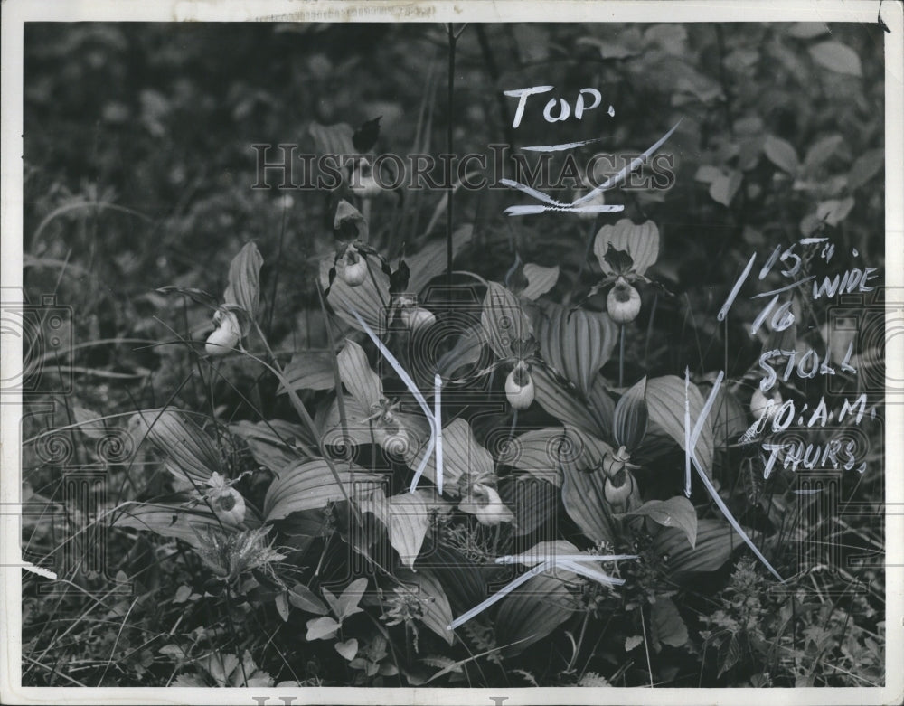 1937 Press Photo Yellow Lady Slipper Flower Plant In Ruth M. Curtis Garden - Historic Images