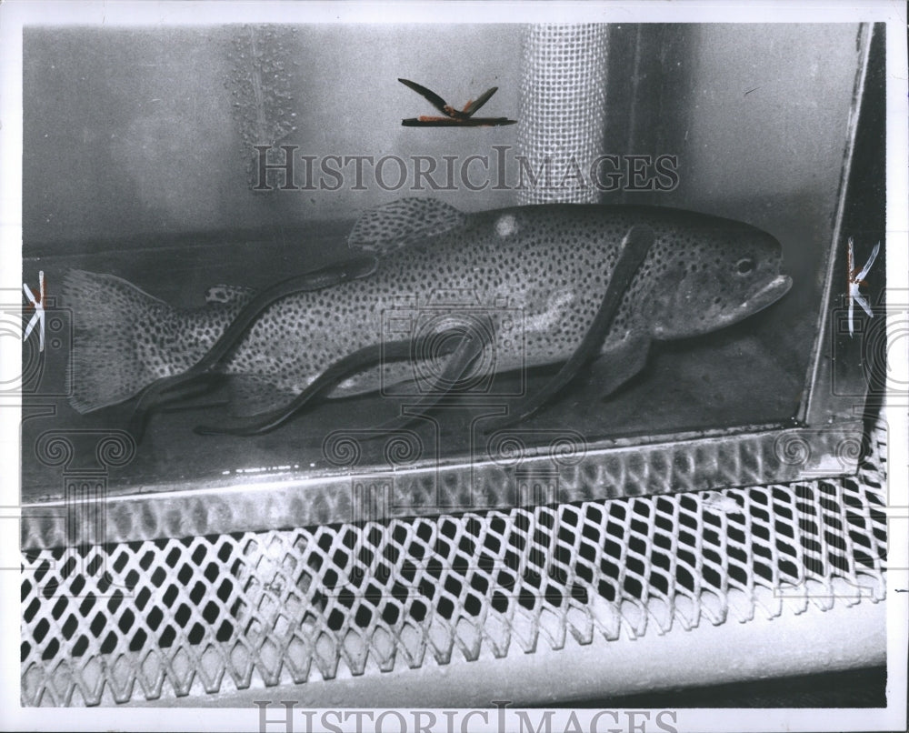 1970 Press Photo Lamprey Eels Feed On Rainbow Trout In Fish Tank - RSH10563 - Historic Images