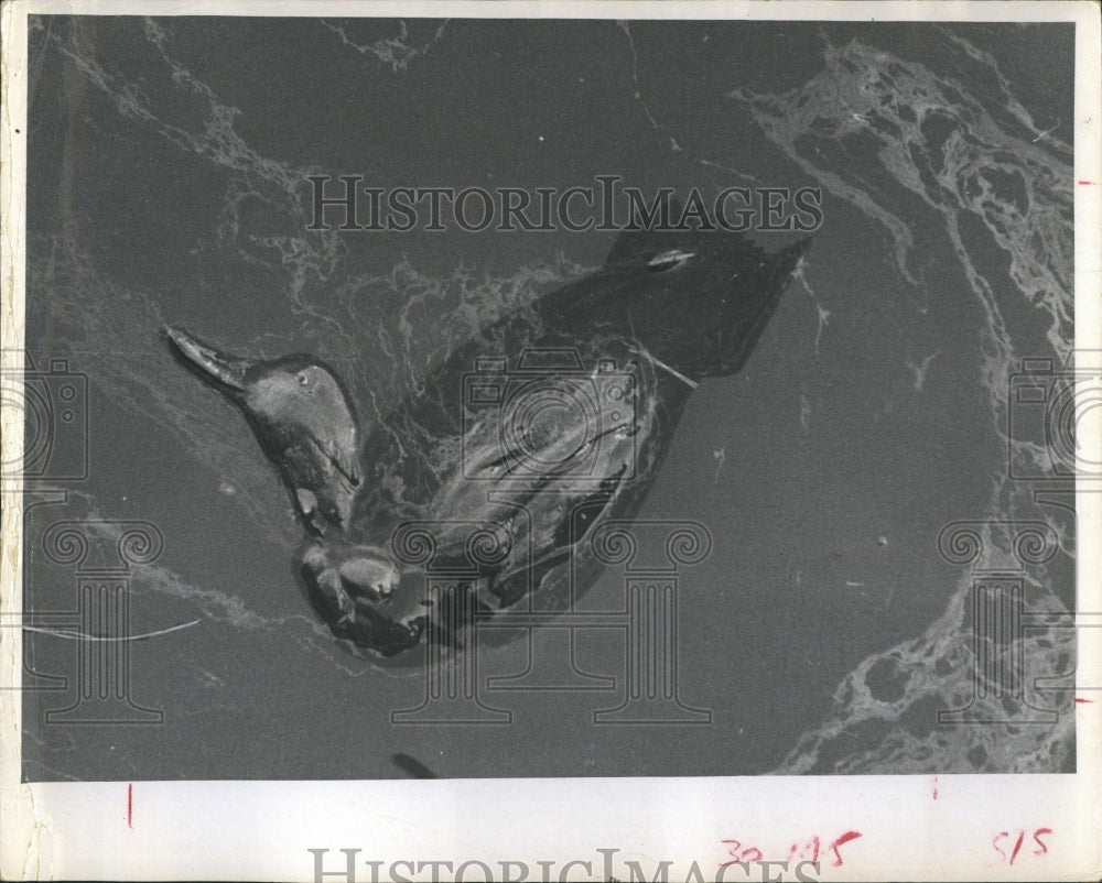 1970 Press Photo Oil Covered Duck Oil Spill Florida - Historic Images