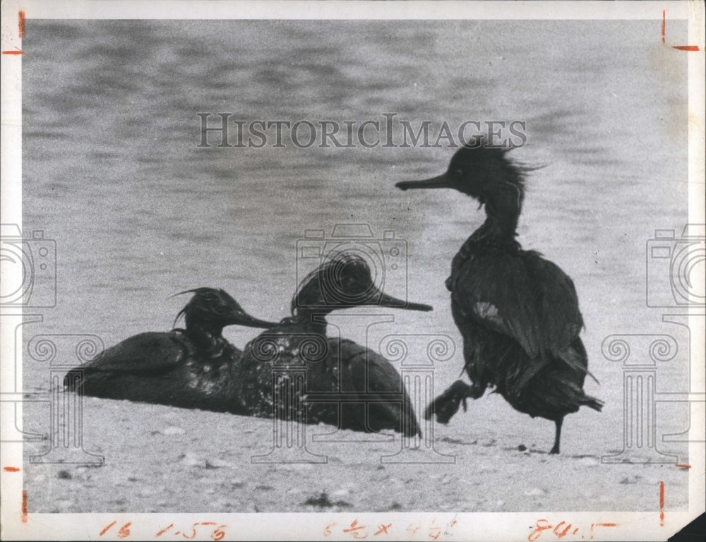 1970 Press Photo Oil Covered Waterfowl Skyway Bridge - Historic Images