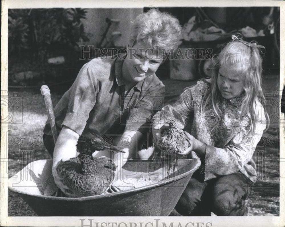 1970 Press Photo Mrs. Jim Harley Rose Harley Cleaning Waterfowl Wheelbarrow - Historic Images