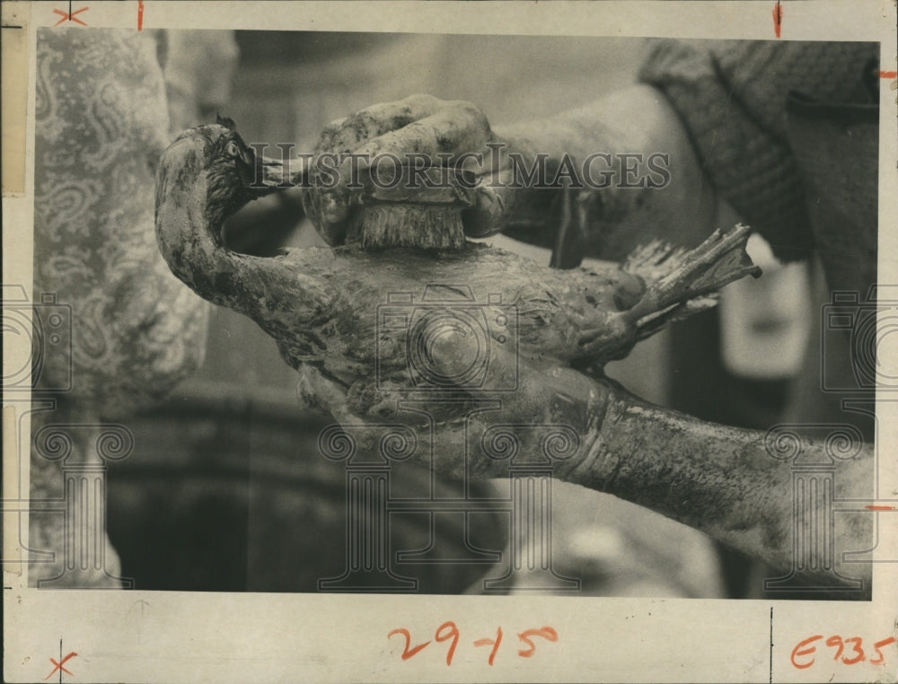 1970 Press Photo The bird was saved. - RSH10803 - Historic Images