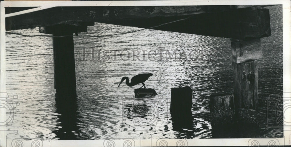 1975 Press Photo Silhouettes of a winged fisherman at Clearwater Bay. - Historic Images