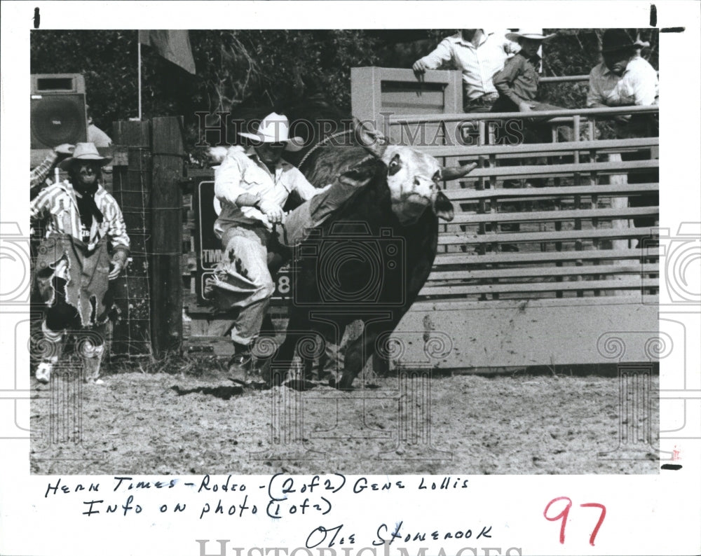 1986 Press Photo Gene Lollis Falls Off Of Cow During Rodeo Competition - Historic Images