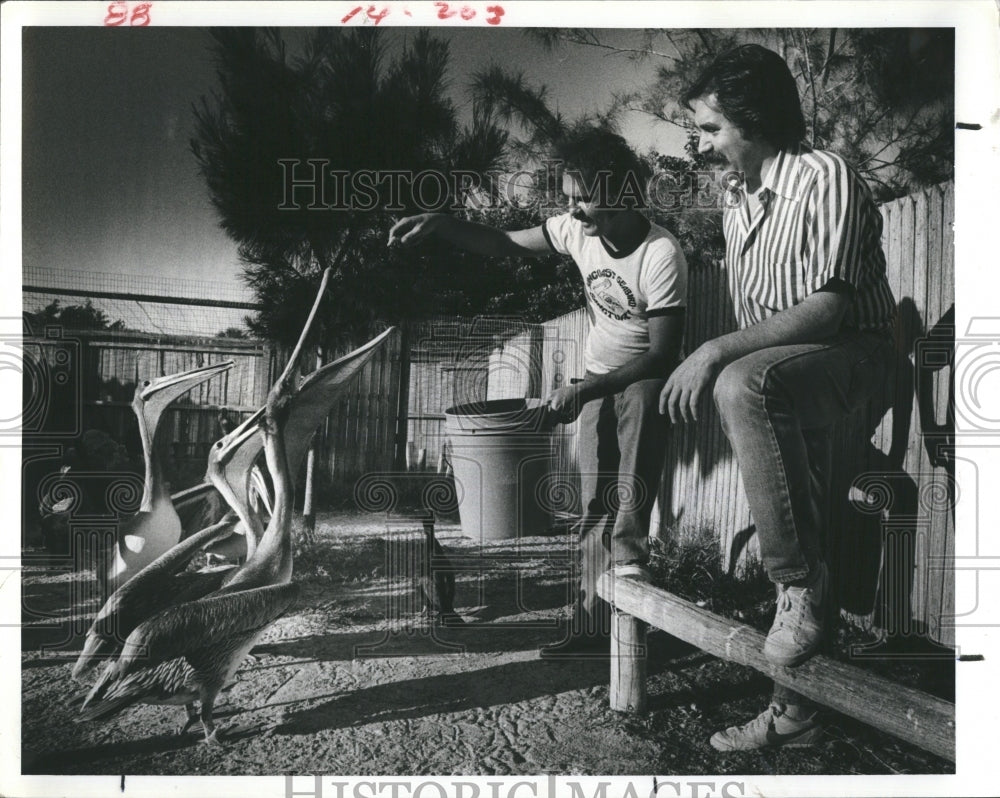 1980 Press Photo Author Tom Schachtman Animal Rescuer Ralph Heath Feed Seagulls - Historic Images