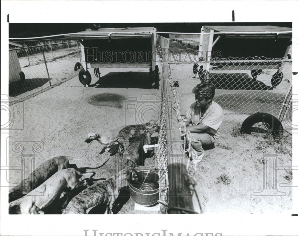 1987 Press Photo Pam Szydlo keeps an eye on her dogs during free-ime - Historic Images