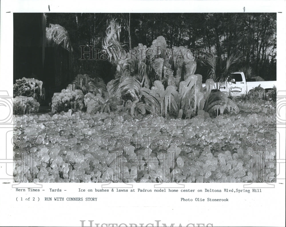 1989 Press Photo Ice o bushes &amp; lawns in Spring Hill - Historic Images