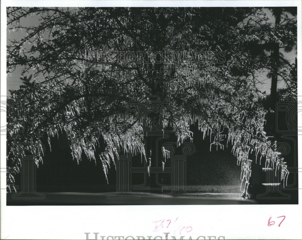 1986 Press Photo Ice covered the oak tree - Historic Images