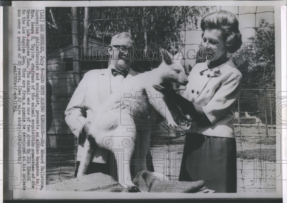 1964 Press Photo Edward Hallstrom Presents His Albino Kangaroo To LA Zoo - Historic Images