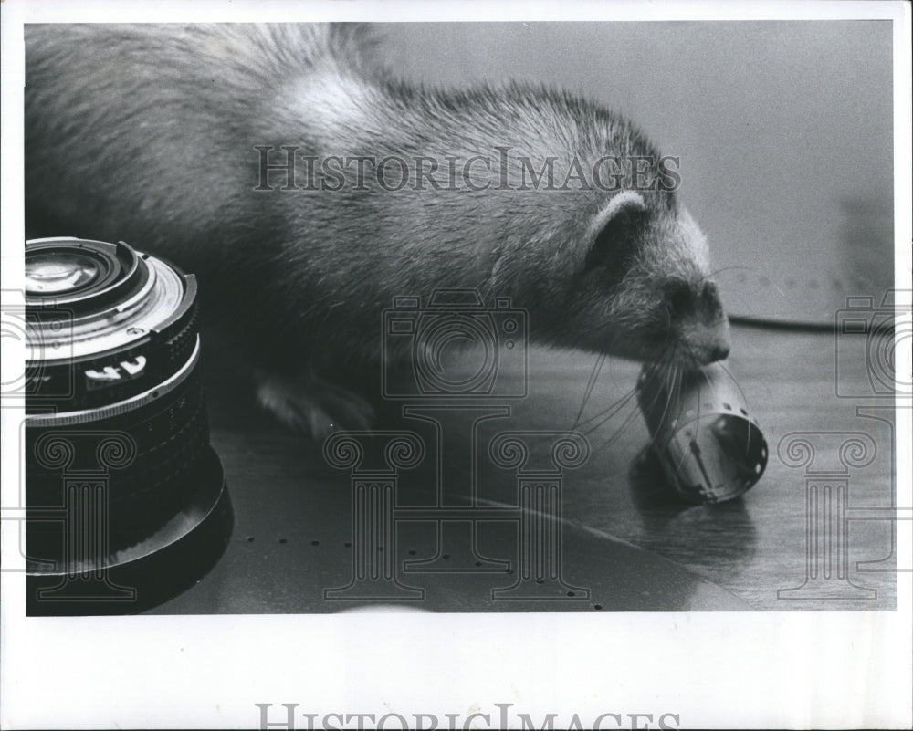 1983 Press Photo Ferret at home of Diana Beedy - RSH14783 - Historic Images