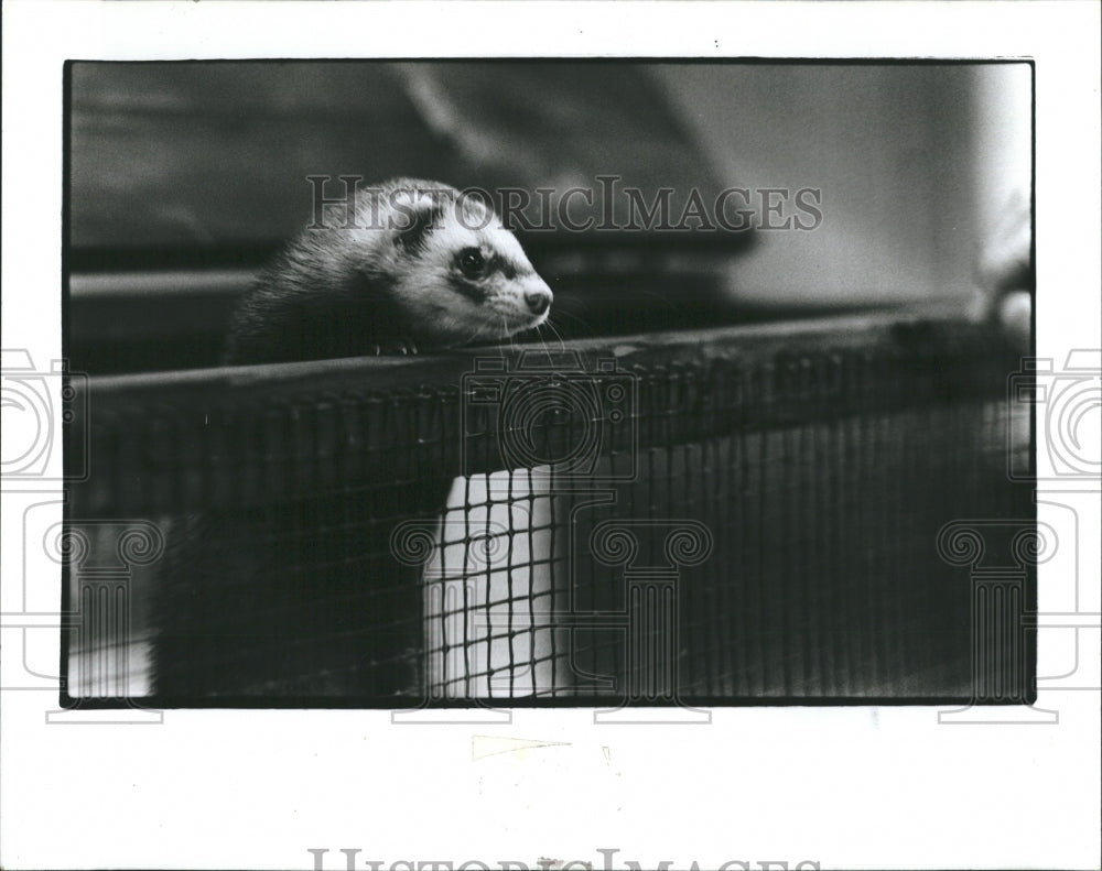 1989 Press Photo Rascal the ferret peaks over his cage - RSH14785 - Historic Images