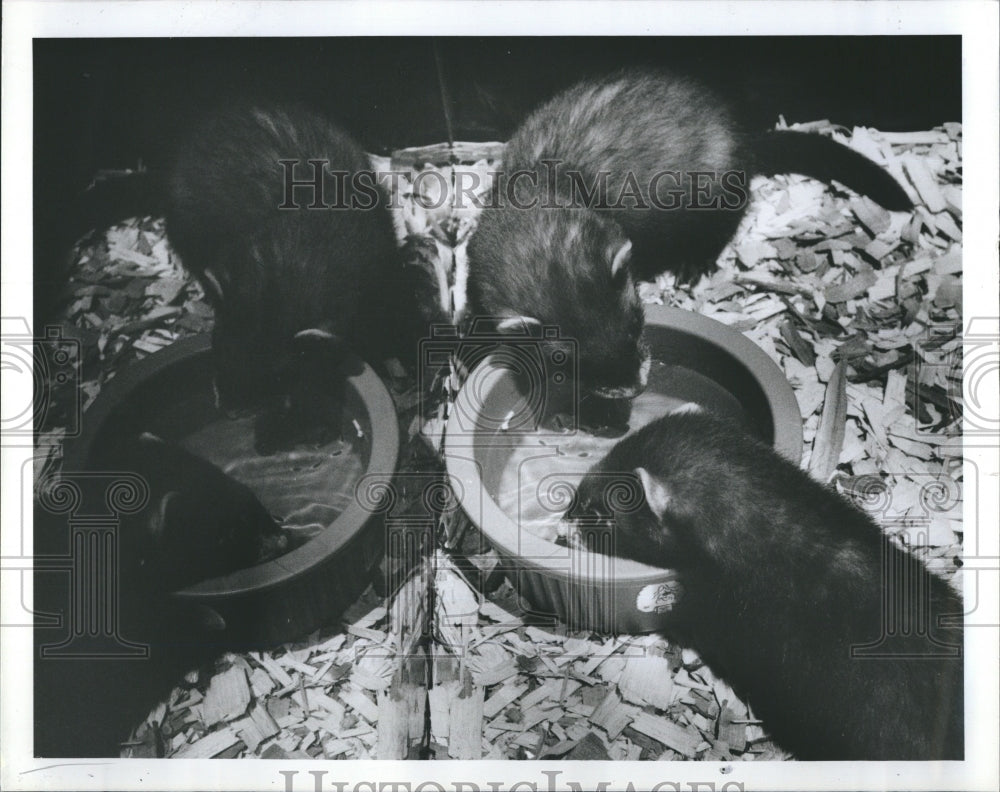 Press Photo Ferrets - Historic Images