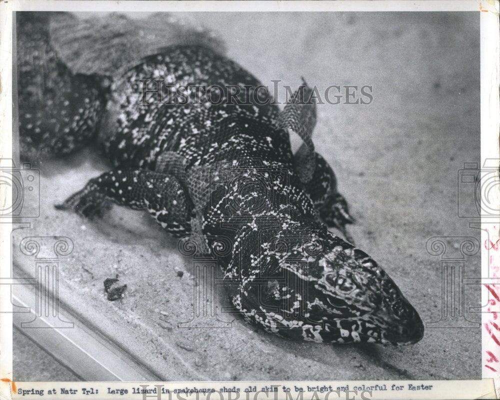 1970 Press Photo A picture of a large lizard - Historic Images