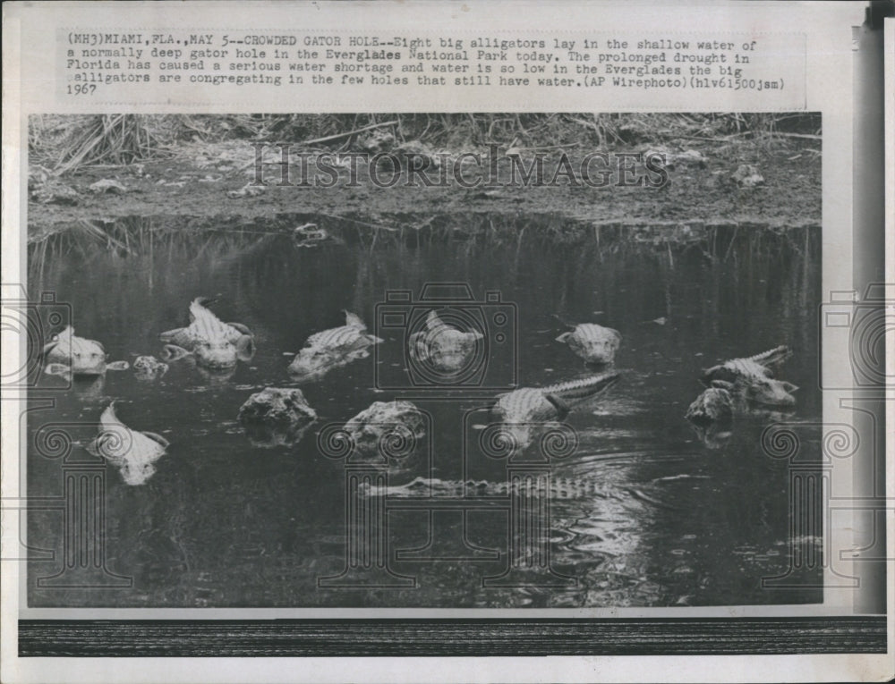 1967 Press Photo Alligators Lay In Shallow Waters Everglades Florida - Historic Images