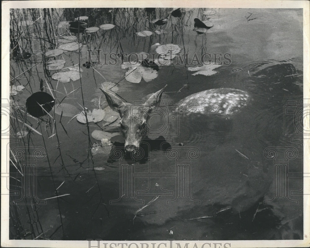 1966 Press Photo Fawn In Everglades High Waters - Historic Images