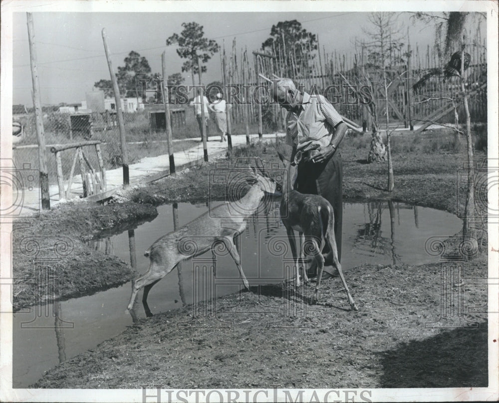 1956 Press Photo John Jack Feeds Pet Deer Florida - RSH15621 - Historic Images