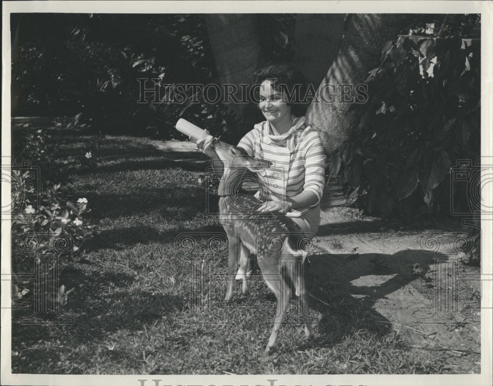 1964 Press Photo Fawn At Everglades Wonder Garden Fed By Gill Piper - Historic Images