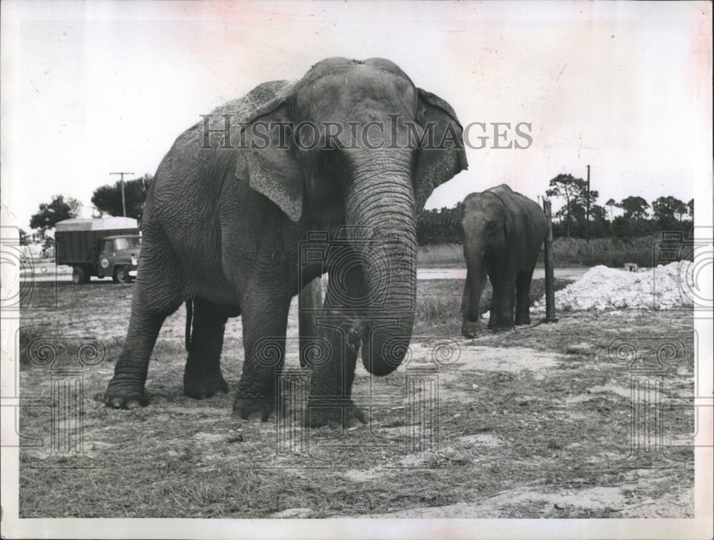 1961 Press Photo John Jacks Everglades Wildlife Park Elephants - RSH15639 - Historic Images