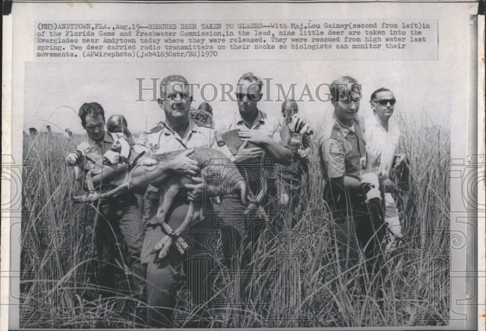 1970 Press Photo Rescued deer taken to the Everglades - Historic Images