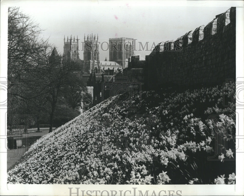 1988 Press Photo Flowers of Spring at York in Great Britain - Historic Images