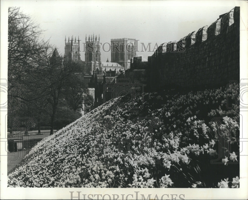 1975 Press Photo Flowers in Britain - Historic Images