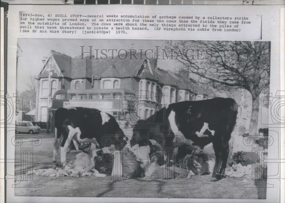 1970 Press Photo English Cows Attracted to Garbage - RSH15747 - Historic Images