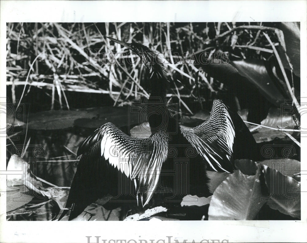 1987 Press Photo Anhinga Dries Wings In Sun Part Of Save Out Everglades Campaign - Historic Images