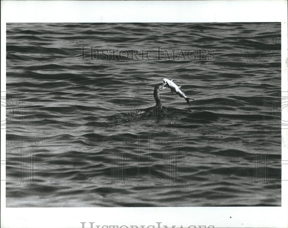 1987 Press Photo Cormorant Eats Fish Part Of Save Our Everglades Nature Campaign - Historic Images