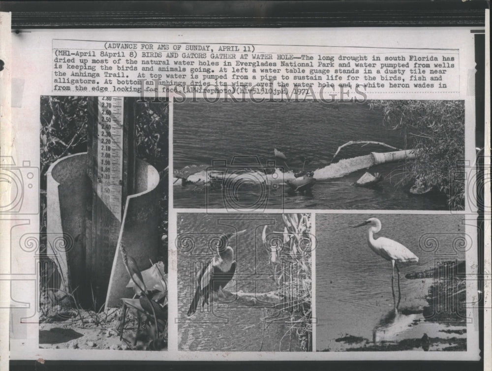 1971 Press Photo Everglades National Park Drought Affect Anhinga And White Heron - Historic Images