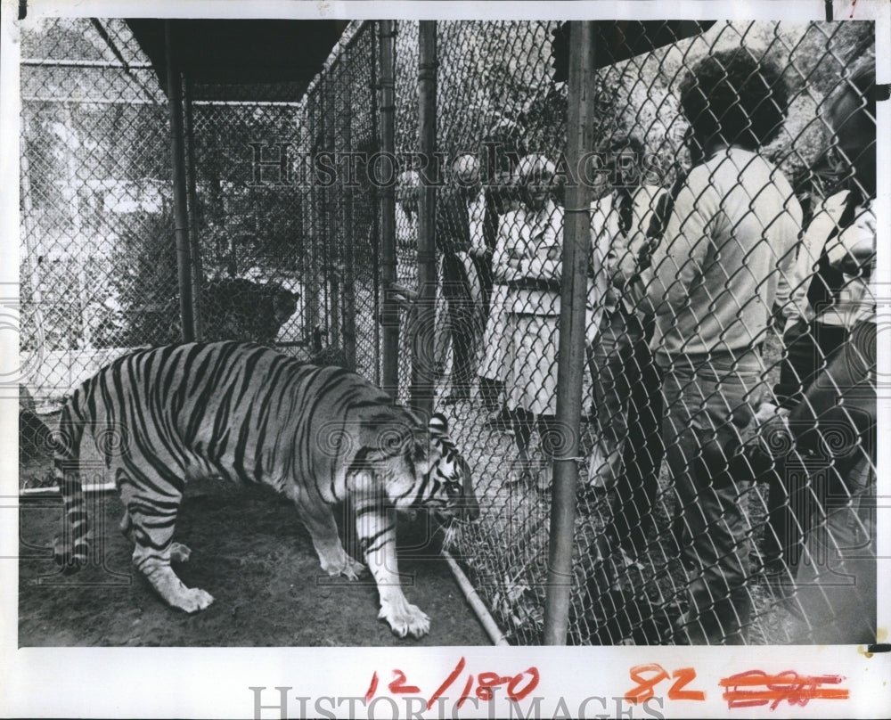 1981 Press Photo Hercules the tiger of Ron and Joy Holiday&#39;s animal shows - Historic Images