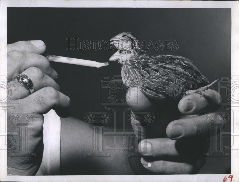 1959 Press Photo Post Office Employee Feeds Rescued Baby Quail - RSH16231 - Historic Images