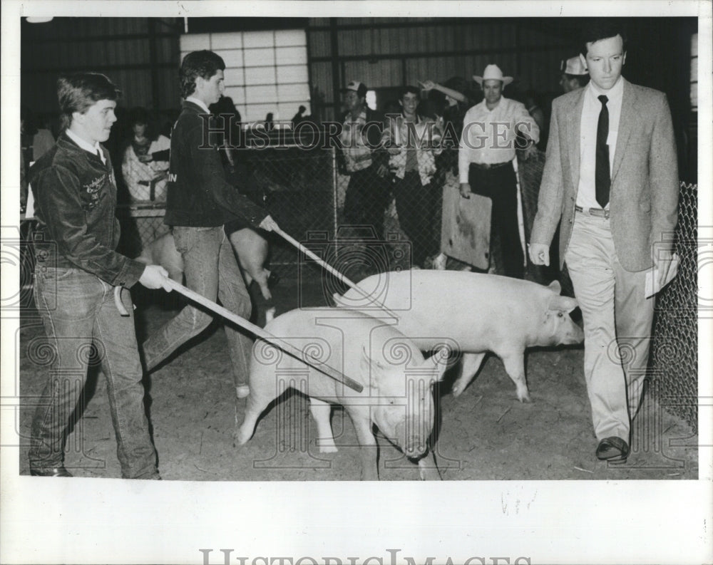 1987 Press Photo Students Show Off Porkers During Judging At Florida State Fair - Historic Images